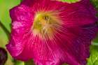 USA, Colorado, Fort Collins. Close-up of hibiscus flower. Art Print